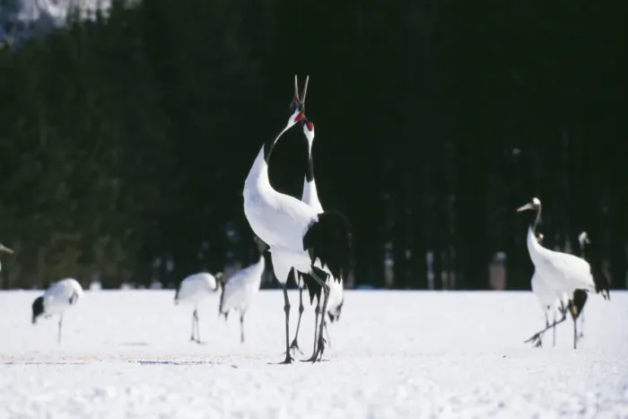 Framed Print : Japanese Crane MI 1559 Grus japonensis © Masahiro Iilima  /  ardea. com