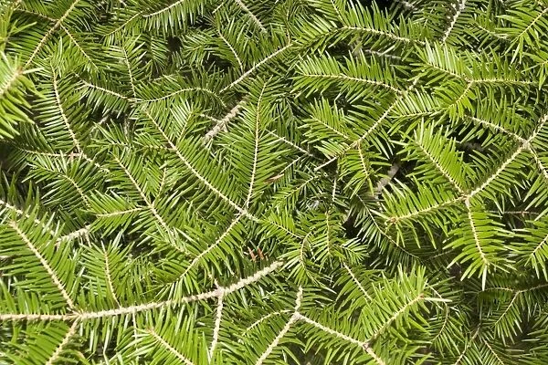 Japanese Fir - Pine needles  /  leaves. Christchurch Botanical Gardens - New Zealand
