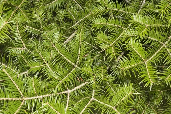 Framed Print : Japanese Fir - Pine needles  /  leaves. Christchurch Botanical Gardens - New Zealand