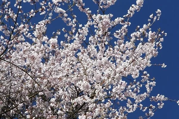 Japanese Flowering Cherry - blossom in springtime - Hessen - Germany