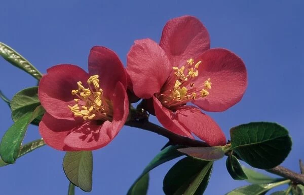 Japanese flowering quince - flowers - Belgium