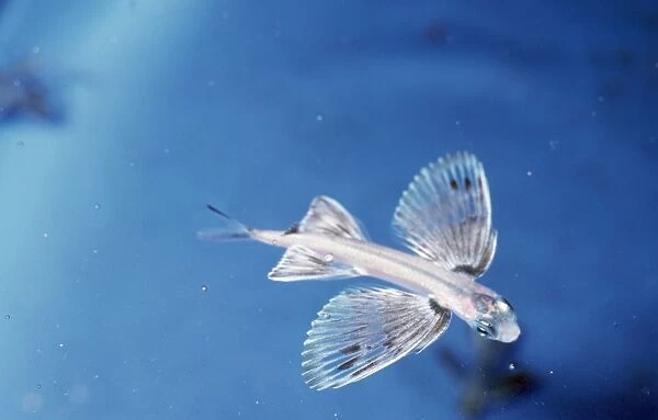 Japanese Flying Fish