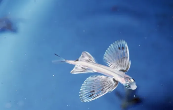 Framed Print : Japanese Flying Fish Framed Print : Japanese Flying Fish