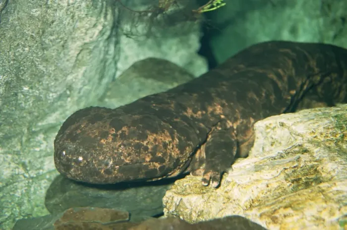 Framed Print : Japanese Giant Salamander Framed Print : Japanese Giant Salamander