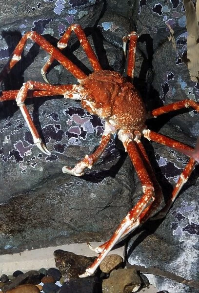 Japanese Giant Spider Crab