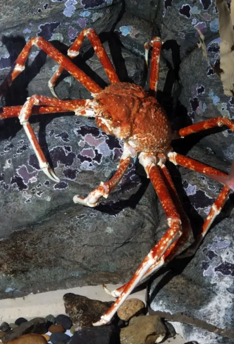 Framed Print : Japanese Giant Spider Crab Framed Print : Japanese Giant Spider Crab