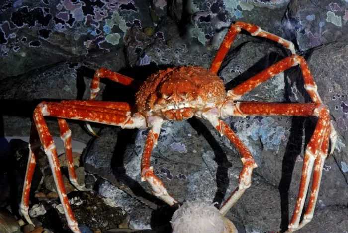 Framed Print : Japanese Giant Spider Crab Framed Print : Japanese Giant Spider Crab