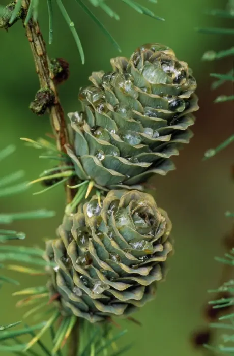 Framed Print : Japanese Larch Cones Framed Print : Japanese Larch Cones
