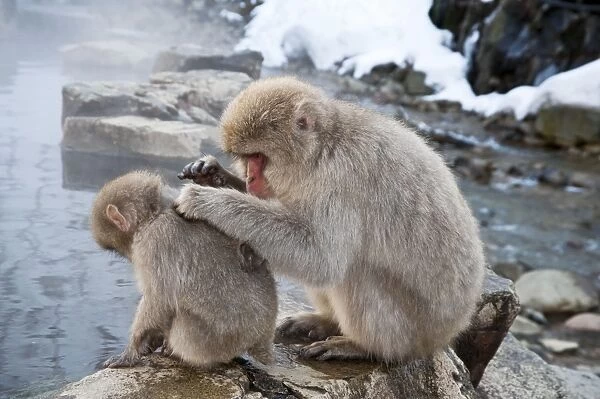 Japanese Macaque - adult grooming youngster on pool edge - Jigokudani Park - Japan