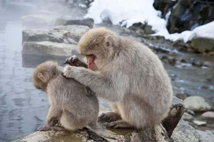 Framed Print : Japanese Macaque - adult grooming youngster on pool edge - Jigokudani Park - Japan Framed Print : Japanese Macaque - adult grooming youngster on pool edge - Jigokudani Park - Japan
