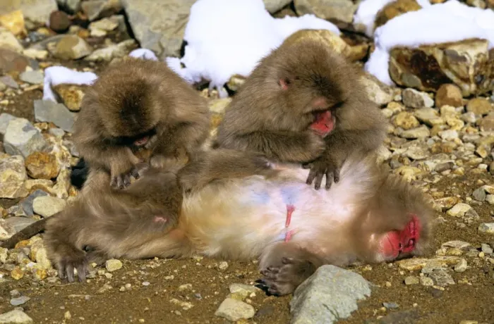 Framed Print : Japanese Macaque Two grooming a third - Joshinetsu Kogen National Park, Shiga Highlands, Honshu, Japan JPF53071 Framed Print : Japanese Macaque Two grooming a third - Joshinetsu Kogen National Park, Shiga Highlands, Honshu, Japan JPF53071