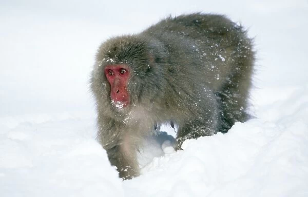 Japanese Macaque Joshinetsu Kogen National Park, Shiga Highlands, Honshu, Japan