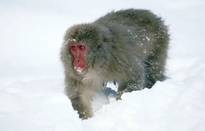 Framed Print : Japanese Macaque Joshinetsu Kogen National Park, Shiga Highlands, Honshu, Japan Framed Print : Japanese Macaque Joshinetsu Kogen National Park, Shiga Highlands, Honshu, Japan