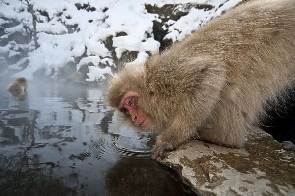 Japanese Macaque - looking up while drinking from pool - Jigokudani Park - Japan