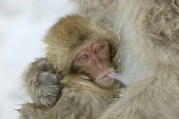 Japanese Macaque Monkey - close-up of baby suckling. Hokkaido, Japan