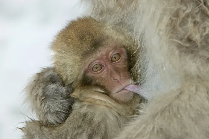 Framed Print : Japanese Macaque Monkey - close-up of baby suckling. Hokkaido, Japan Framed Print : Japanese Macaque Monkey - close-up of baby suckling. Hokkaido, Japan