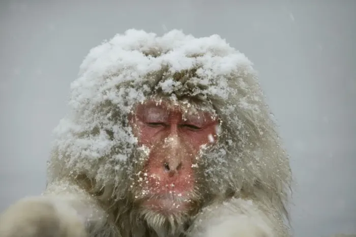 Framed Print : Japanese Macaque Monkey - close-up of head, in snow. Hokkaido, Japan