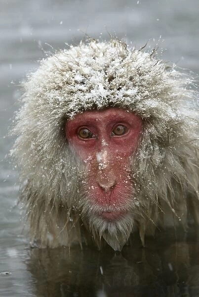 Japanese Macaque Monkey - close-up of head Japan