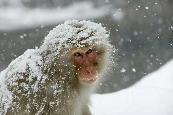 Japanese Macaque Monkey - covered in snow. Hokkaido, Japan