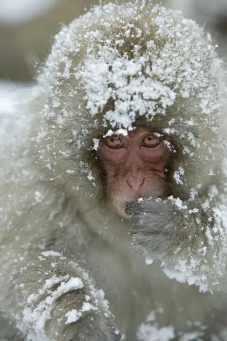Framed Print : Japanese Macaque Monkey - face, covered in snow. Hokkaido, Japan Framed Print : Japanese Macaque Monkey - face, covered in snow. Hokkaido, Japan