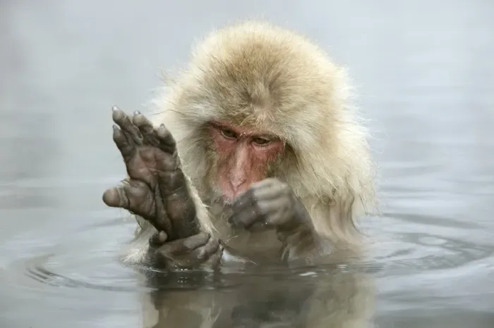 Framed Print : Japanese Macaque Monkey - in hot springs, grooming. Hokkaido, Japan Framed Print : Japanese Macaque Monkey - in hot springs, grooming. Hokkaido, Japan