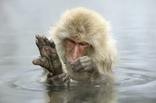 Japanese Macaque Monkey - in hot springs, grooming. Hokkaido, Japan