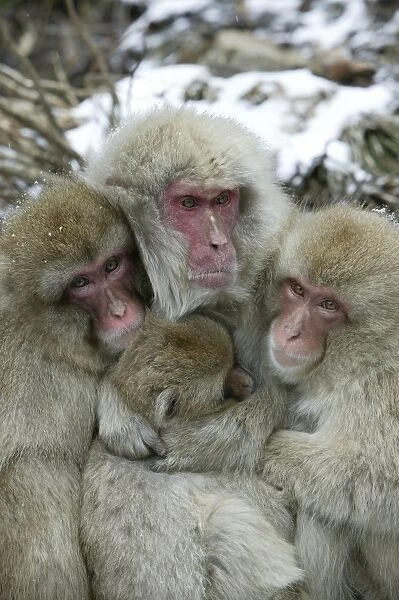 Japanese Macaque Monkey - four huddled together. Hokkaido, Japan