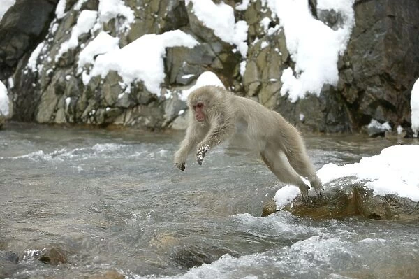 Japanese Macaque Monkey - jumping across water. Hokkaido, Japan