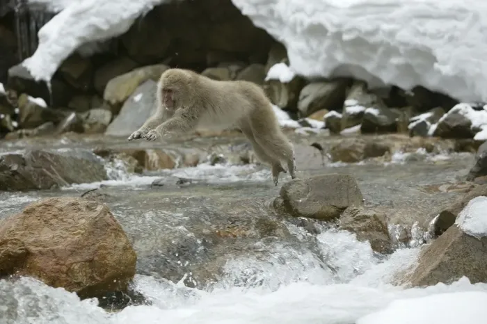 Framed Print : Japanese Macaque Monkey - leaping across river. Hokkaido, Japan Framed Print : Japanese Macaque Monkey - leaping across river. Hokkaido, Japan