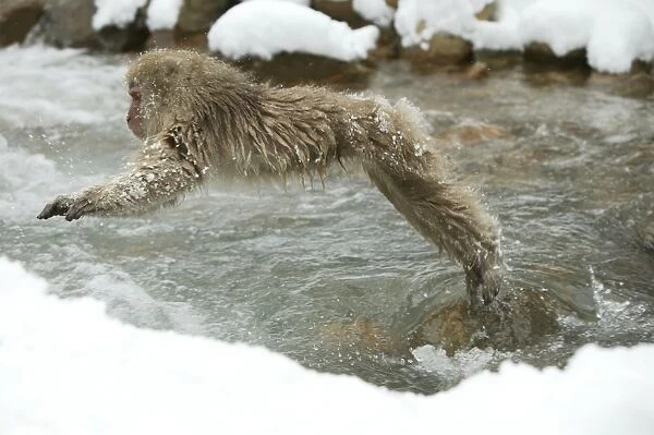 Japanese Macaque Monkey - leaping across river. Hokkaido, Japan
