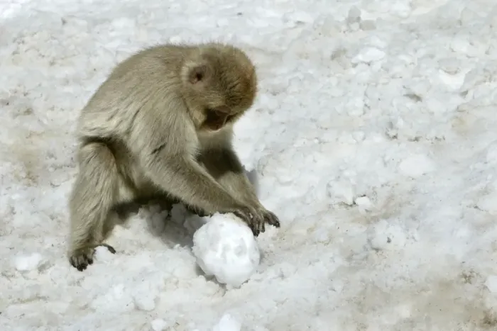 Framed Print : Japanese Macaque Monkey - making snowball. Hokkaido, Japan Framed Print : Japanese Macaque Monkey - making snowball. Hokkaido, Japan
