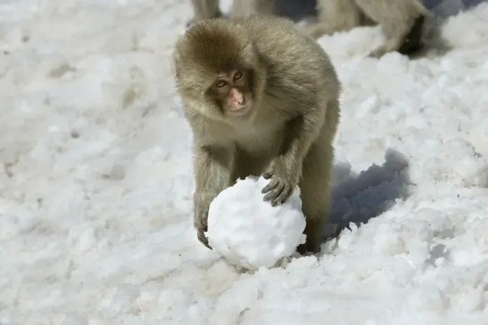 Framed Print : Japanese Macaque Monkey - making snowball. Hokkaido, Japan Framed Print : Japanese Macaque Monkey - making snowball. Hokkaido, Japan