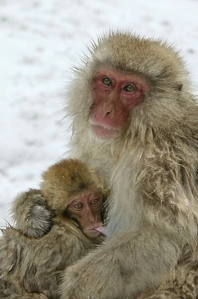Japanese Macaque Monkey - mother with baby suckling. Hokkaido, Japan