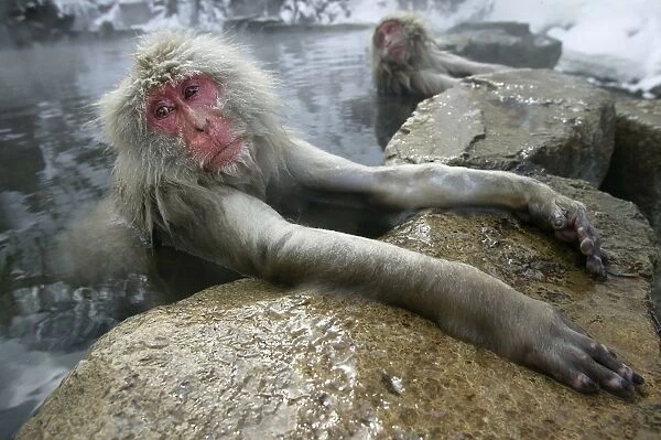 Japanese Macaque Monkey - relaxing in hot spring. Hokkaido, Japan