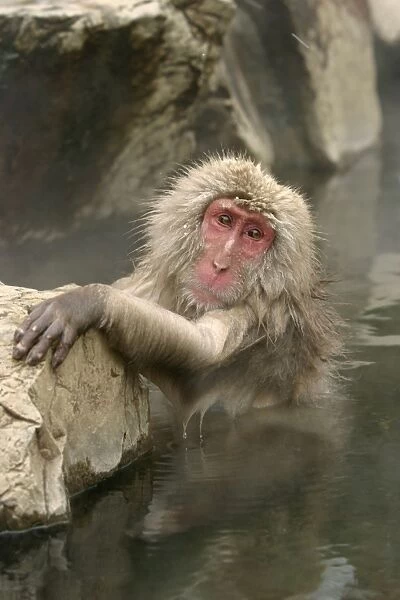Japanese Macaque Monkey - relaxing in hot spring. Hokkaido, Japan