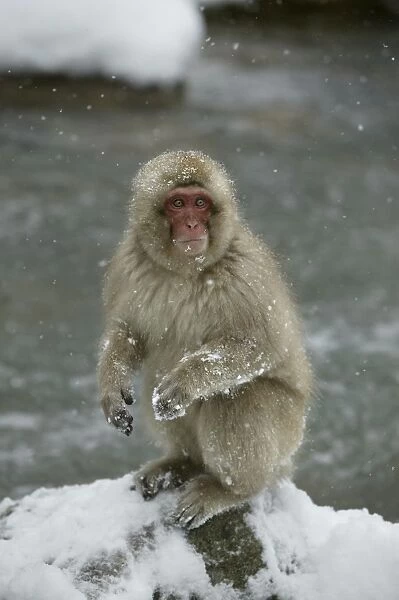 Japanese Macaque Monkey - sitting in snow. Hokkaido, Japan