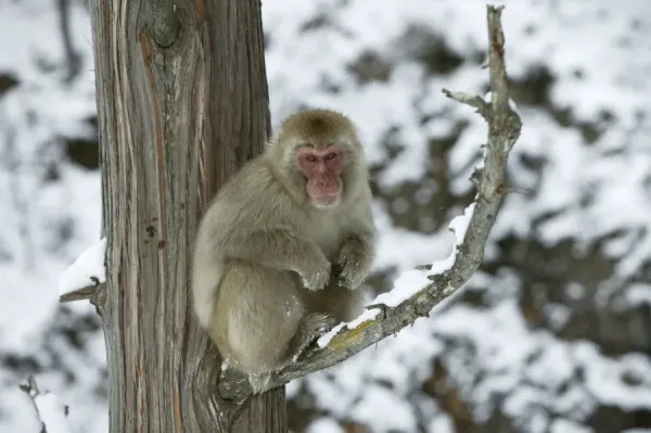 Japanese Macaque Monkey Print - Hokkaido, Japan. Art Prints