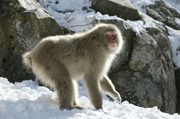 Japanese Macaque Monkey - in snow. Hokkaido, Japan