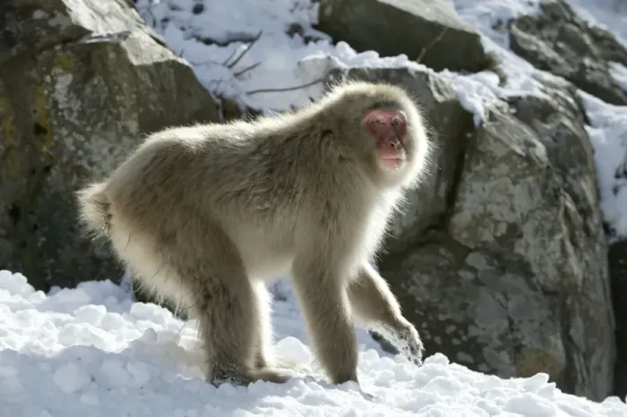 Framed Print : Japanese Macaque Monkey - in snow. Hokkaido, Japan Framed Print : Japanese Macaque Monkey - in snow. Hokkaido, Japan