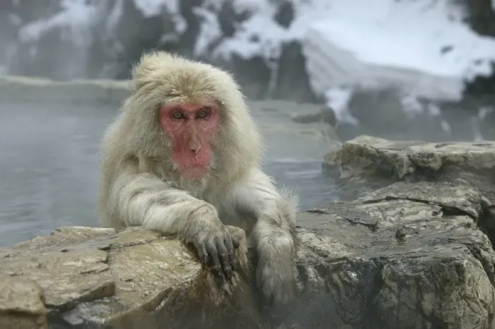 Framed Print : Japanese Macaque Monkey / Snow Monkey Relaxing amidst the steam of a hot spring Japan Framed Print : Japanese Macaque Monkey / Snow Monkey Relaxing amidst the steam of a hot spring Japan