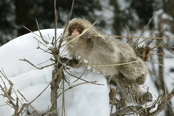 Japanese Macaque Monkey - in tree, biting branch. Hokkaido, Japan