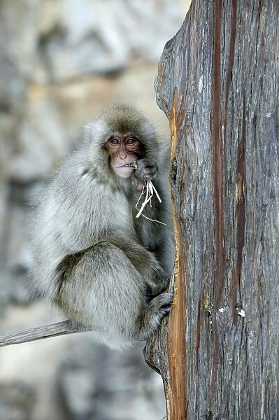 Japanese Macaque Monkey - in tree, eating. Hokkaido, Japan