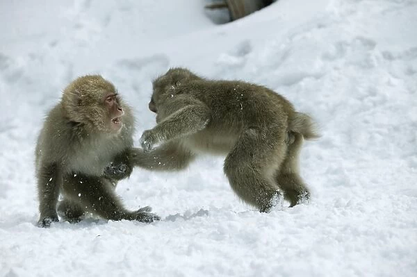Japanese Macaque Monkey - two, showing aggression. Hokkaido, Japan