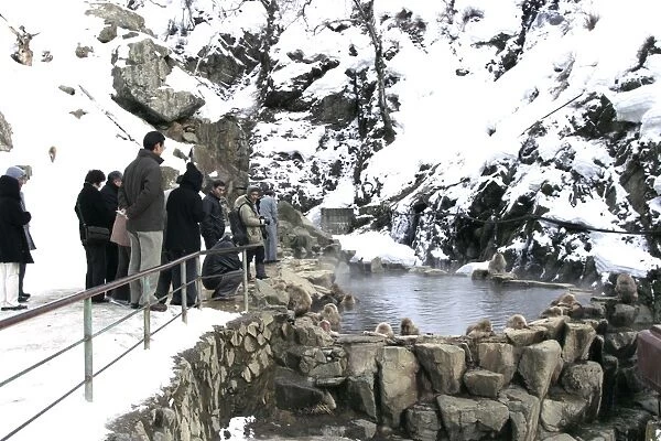 Japanese Macaque Monkey - being watched by tourists