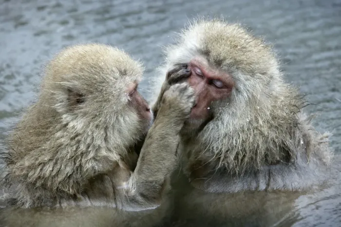 Framed Print : Japanese Macaque Monkey - two in water, grooming each other. Hokkaido, Japan Framed Print : Japanese Macaque Monkey - two in water, grooming each other. Hokkaido, Japan