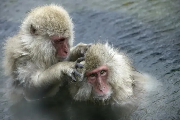Framed Print : Japanese Macaque Monkey - two in water, grooming each other. Hokkaido, Japan