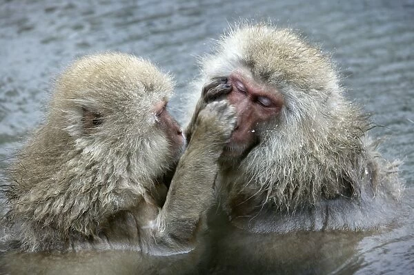 Japanese Macaque Monkey - two in water, grooming each other. Hokkaido, Japan