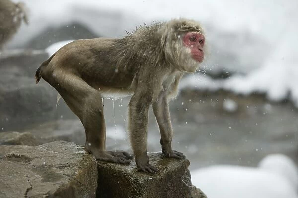 Japanese Macaque Monkey - wet, having got out of hot springs. Hokkaido, Japan
