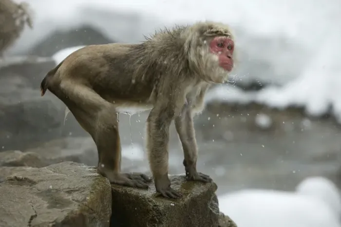Framed Print : Japanese Macaque Monkey - wet, having got out of hot springs. Hokkaido, Japan Framed Print : Japanese Macaque Monkey - wet, having got out of hot springs. Hokkaido, Japan