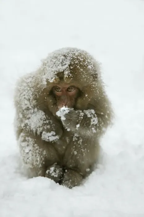 Framed Print : Japanese Macaque Monkey - young, huddled in snow. Hokkaido, Japan Framed Print : Japanese Macaque Monkey - young, huddled in snow. Hokkaido, Japan